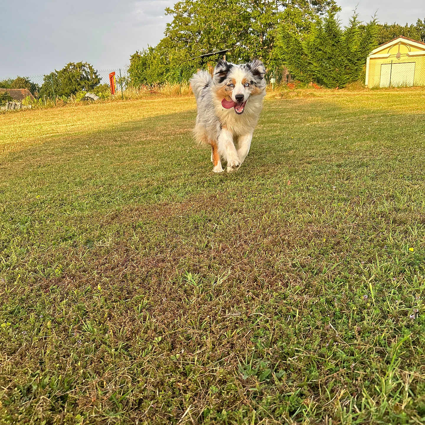 Nala participe au concours pour gagner de l'argent avec cette photo : animal, architecture, backyard, building, canine, dog, field, grass, grassland, lawn, nature, outdoors, park, pet, plant, shelter, summer, tree, vegetation, yard