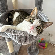 Taïga participe au concours pour gagner de l'argent avec cette photo : animal, cat, cat_hammock, cat_tree, close_up, container, curious, furniture, green_eyes, home, indoor, pet, pink_nose, plush, relaxed, tabby_cat, toys, whiskers, white_cat, wooden_floor