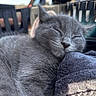 Ace participe au concours pour gagner de l'argent avec cette photo : animal, blanket, blurred_background, close_up, cozy, cute, daylight, ears, feline, fur, gray_cat, kitten, nose, outdoor, pet, relaxed, resting, sleeping, soft_texture, whiskers