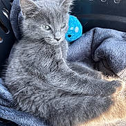 Ace participe au concours pour gagner de l'argent avec cette photo : animal, basket, blanket, blue_ball, cat, closeup, cozy, cute, ears, furry, gray_fur, indoor, kitten, pet, relaxed, resting, soft_texture, toy, whiskers, young_cat