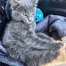 animal, basket, blanket, blue_ball, cat, closeup, cozy, cute, ears, furry, gray_fur, indoor, kitten, pet, relaxed, resting, soft_texture, toy, whiskers, young_cat