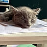 Ace participe au concours pour gagner de l'argent avec cette photo : animal, cat, close_up, desk, fur, furniture, gray_fur, indoor, kitten, nap, notebook, notes, papers, peaceful, pet, relaxation, sleeping, soft_light, table, whiskers