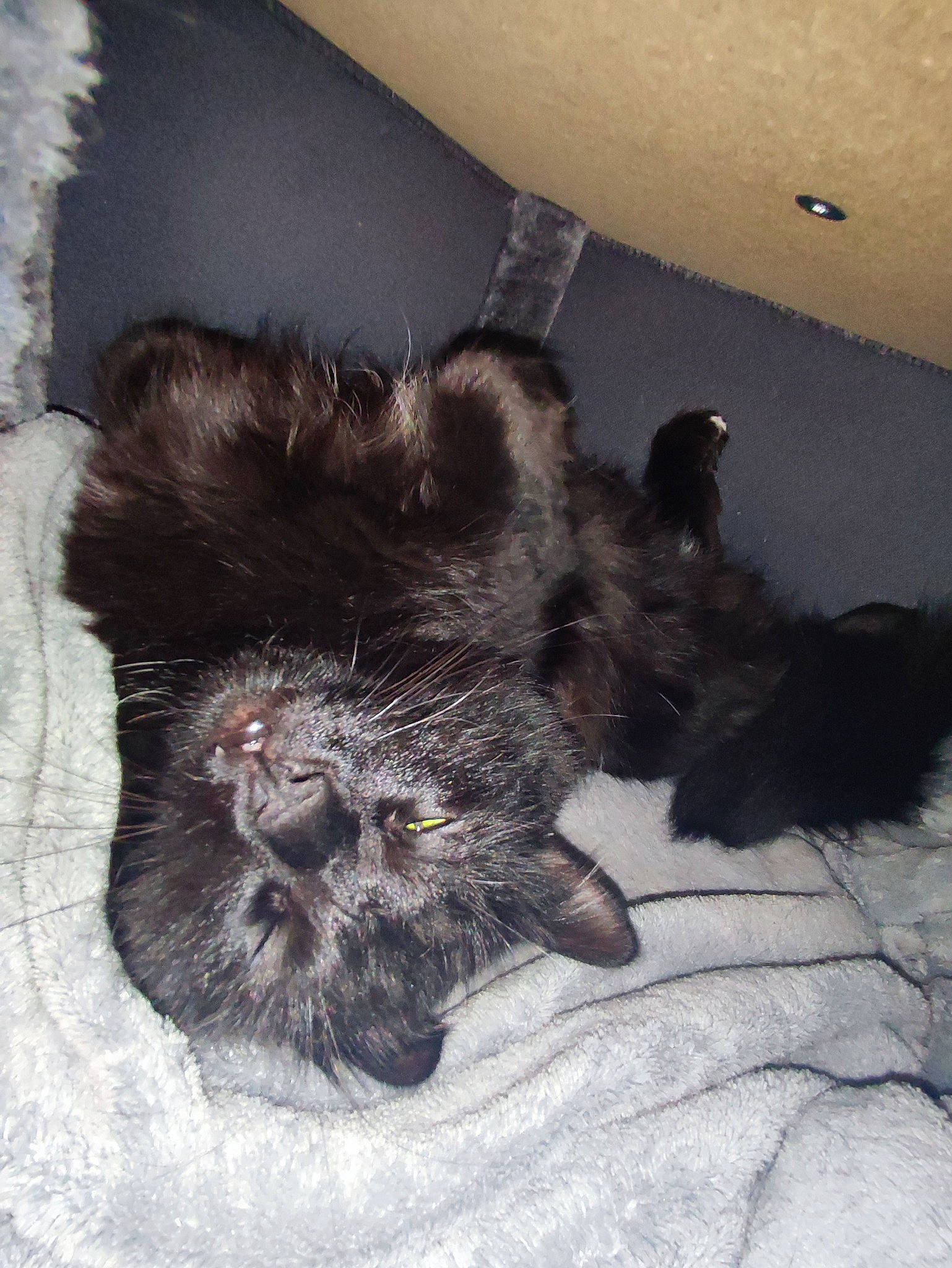 Symba a rejoint le concours — aidez-le/la à gagner de superbes lots ! black_cat, canidae, carnivore, cat, claw, comfort, companion_dog, dog_breed, domestic_short_haired_cat, felidae, fur, grey, liver, paw, small_to_medium_sized_cats, snout, sporting_group, tail, terrestrial_animal, whiskers