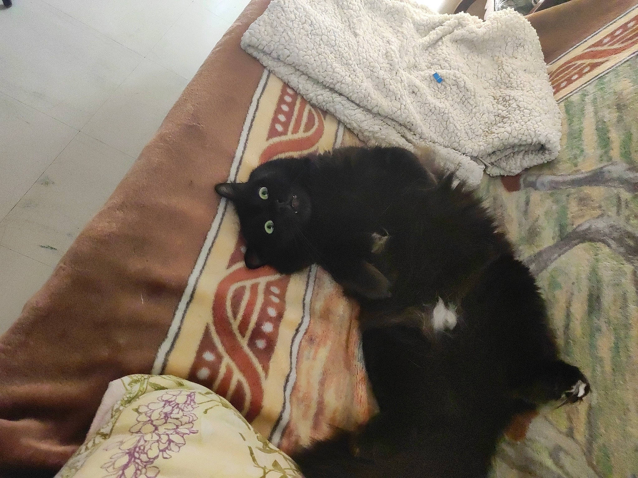 Symba participe au concours pour gagner de l'argent avec cette photo : bag, black_cat, bombay, canidae, carnivore, cat, comfort, domestic_short_haired_cat, felidae, flooring, fur, grey, linens, pattern, small_to_medium_sized_cats, snout, tail, textile, whiskers, wood