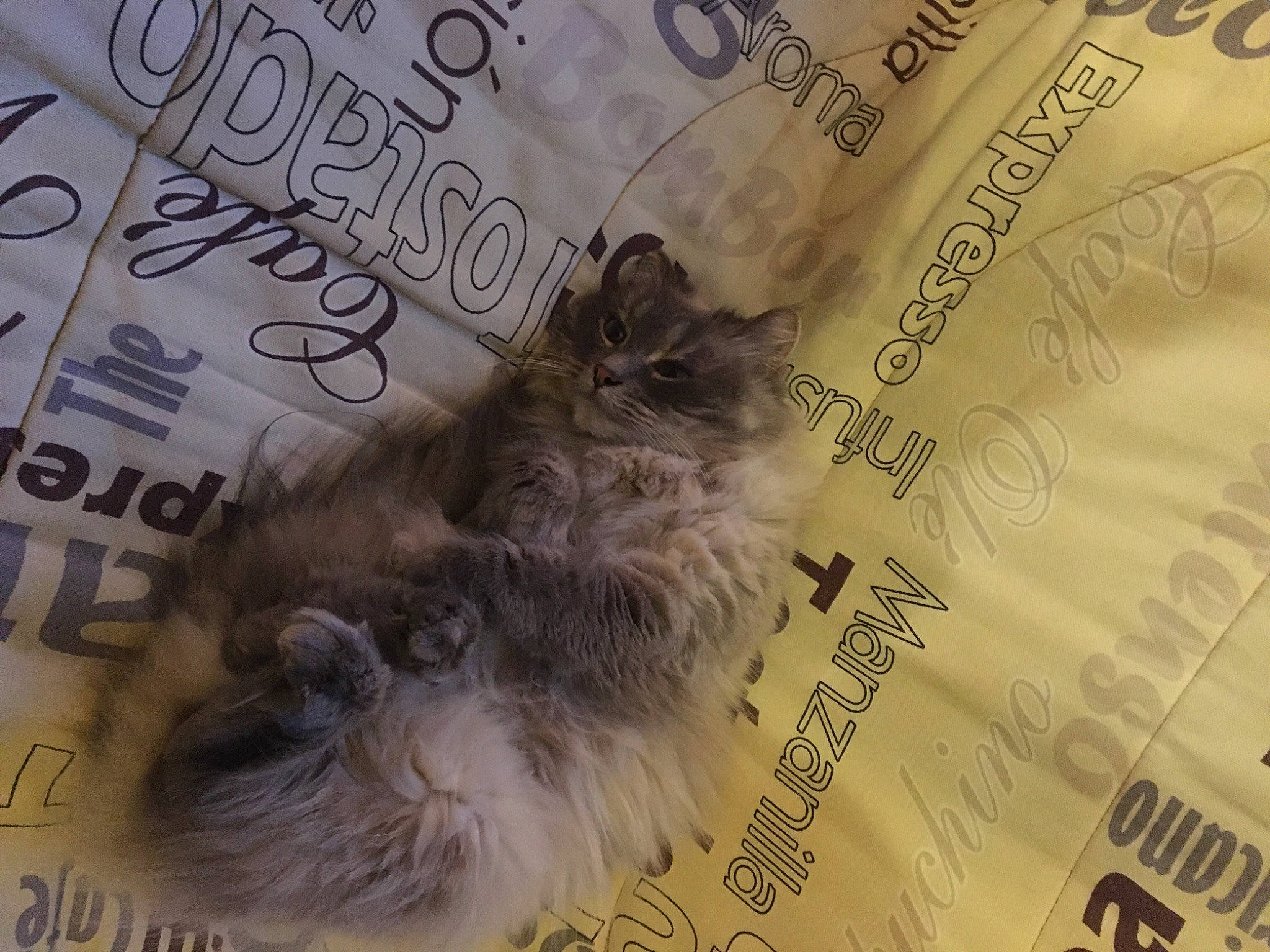 Neige a rejoint le concours — aidez-le/la à gagner de superbes lots ! banknote, cash, currency, felidae, font, fur, material_property, money, money_handling, news, paper, paper_product, publication, saving, small_to_medium_sized_cats, whiskers