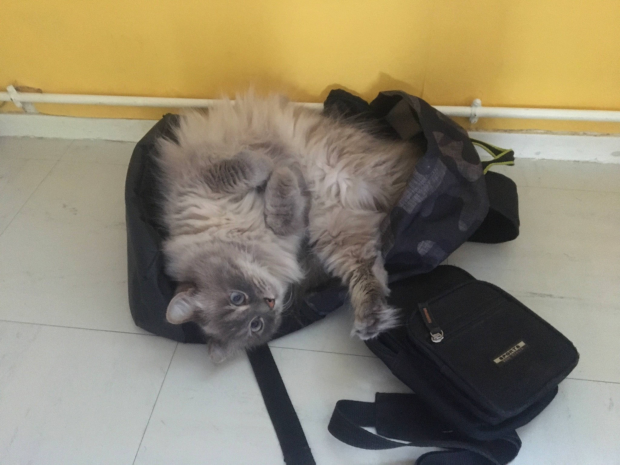 Neige a rejoint le concours — aidez-le/la à gagner de superbes lots ! bag, baggage, business_bag, carnivore, cat, comfort, companion_dog, dog_breed, felidae, floor, flooring, fur, hardwood, luggage_and_bags, nap, paw, small_to_medium_sized_cats, suitcase, tail, whiskers