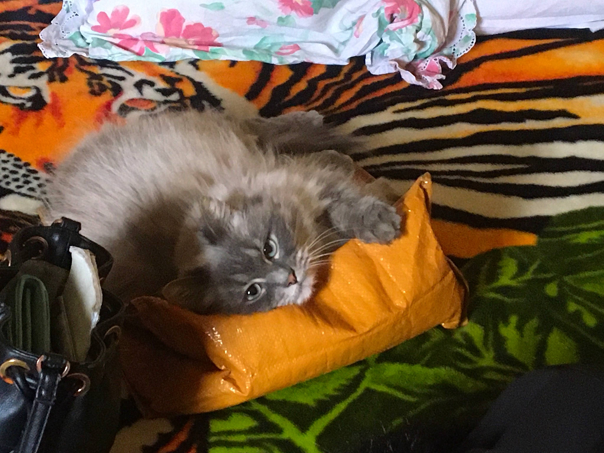 Neige participe au concours pour gagner de l'argent avec cette photo : bag, british_longhair, carnivore, cat, comfort, companion_dog, dog_breed, fawn, felidae, fur, grey, luggage_and_bags, nap, orange, paw, small_to_medium_sized_cats, tail, terrestrial_animal, vegetable, whiskers