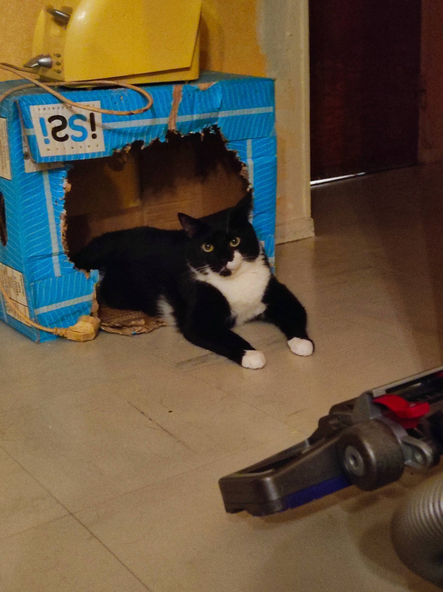 Speedy a rejoint le concours — aidez-le/la à gagner de superbes lots ! box, cardboard, carnivore, carton, cat, cat_supply, comfort, felidae, floor, flooring, hardwood, mammal, packaging_and_labeling, pet_supply, shipping_box, small_to_medium_sized_cats, tail, vertebrate, whiskers, wood