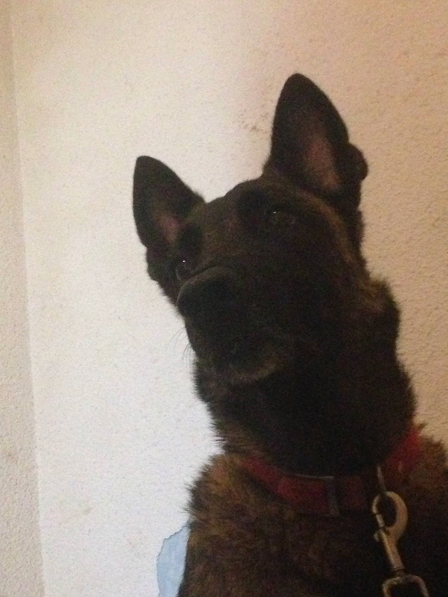 Diana participe au concours pour gagner de l'argent avec cette photo : art, canidae, carnivore, collar, companion_dog, dog, dog_breed, dog_collar, ear, fawn, felidae, fur, liver, non_sporting_group, small_to_medium_sized_cats, snout, sporting_group, tail, whiskers, working_animal