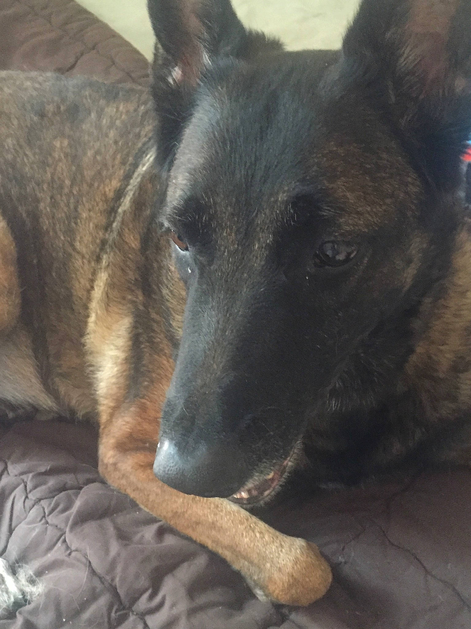 Diana participe au concours pour gagner de l'argent avec cette photo : canidae, carnivore, companion_dog, dog, dog_breed, ear, fawn, fur, german_shepherd_dog, guard_dog, snout, sporting_group, street_dog, terrestrial_animal, whiskers, working_animal, working_dog