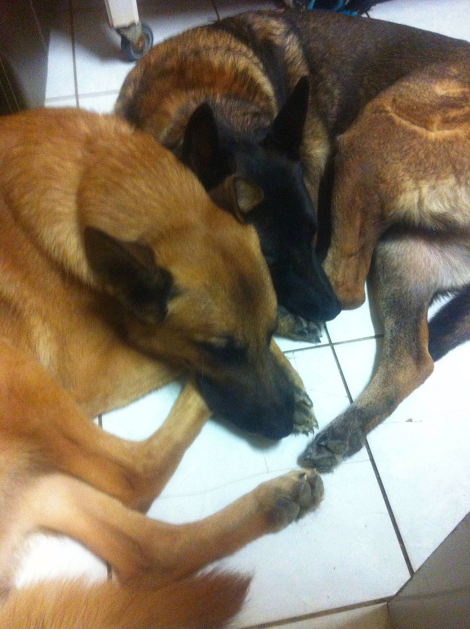 Diana participe au concours pour gagner de l'argent avec cette photo : canidae, carnivore, claw, companion_dog, dog, dog_breed, fawn, flooring, fur, paw, pet_supply, puppy, snout, sporting_group, tail, terrestrial_animal, working_animal, working_dog