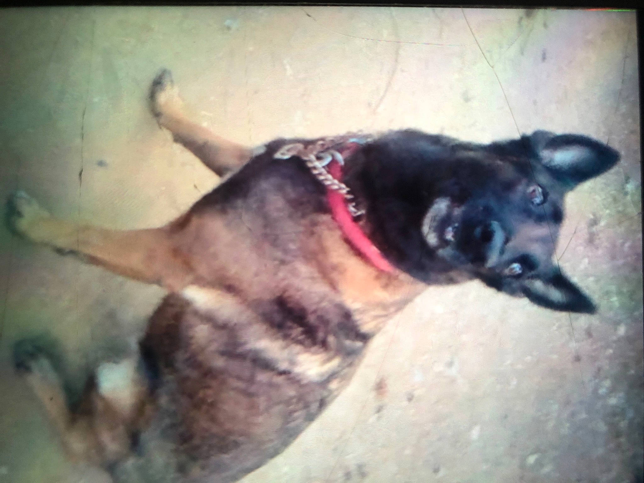 Diana a rejoint le concours — aidez-le/la à gagner de superbes lots ! beauty, canidae, carmine, carnivore, companion_dog, dog, dog_breed, fur, german_shepherd_dog, herding_dog, king_shepherd, paw, rectangle, sporting_group, square, tail, tints_and_shades, whiskers, window, working_animal