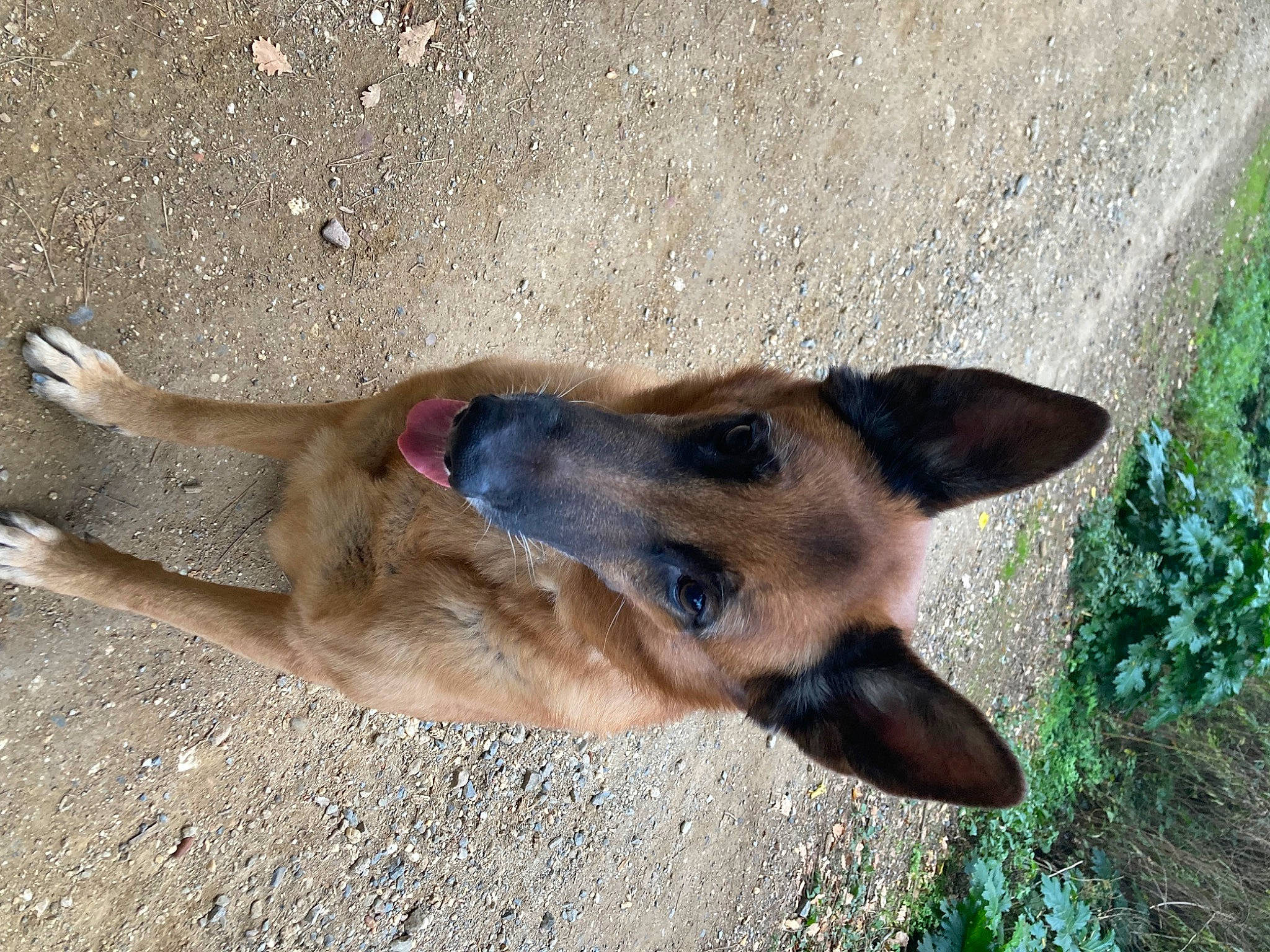 Louky participe au concours pour gagner de l'argent avec cette photo : belgian_shepherd_malinois, canidae, carnivore, dog, dog_breed, east_european_shepherd, fawn, german_shepherd_dog, herding_dog, king_shepherd, old_german_shepherd_dog, plant, snout, sporting_group, terrestrial_animal, wildlife, working_animal, working_dog