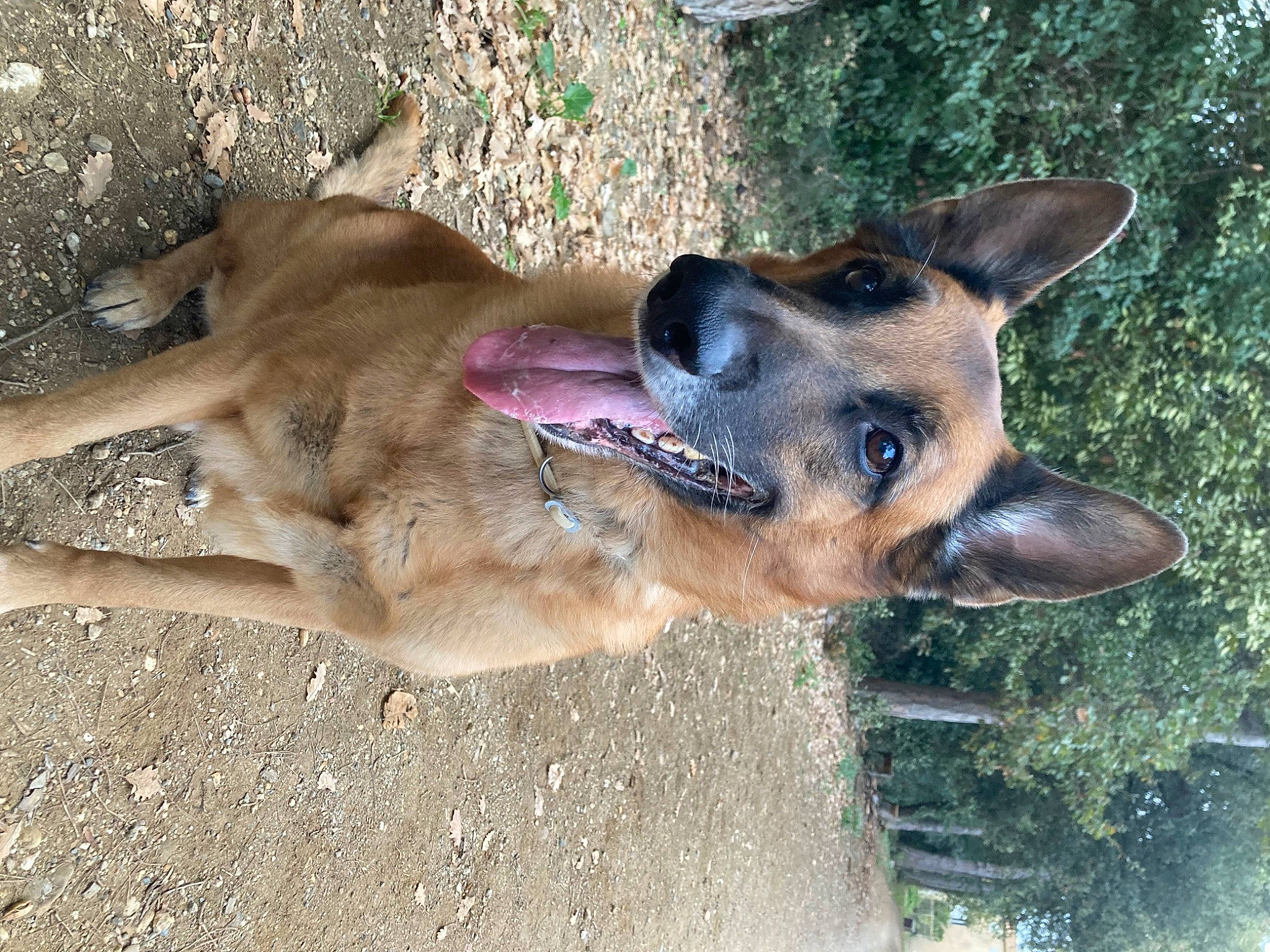 Louky participe au concours pour gagner de l'argent avec cette photo : canidae, carnivore, collar, companion_dog, dog, dog_breed, dog_supply, east_european_shepherd, fawn, foot, german_shepherd_dog, herding_dog, jaw, king_shepherd, old_german_shepherd_dog, paw, pet_supply, snout, sporting_group, working_dog