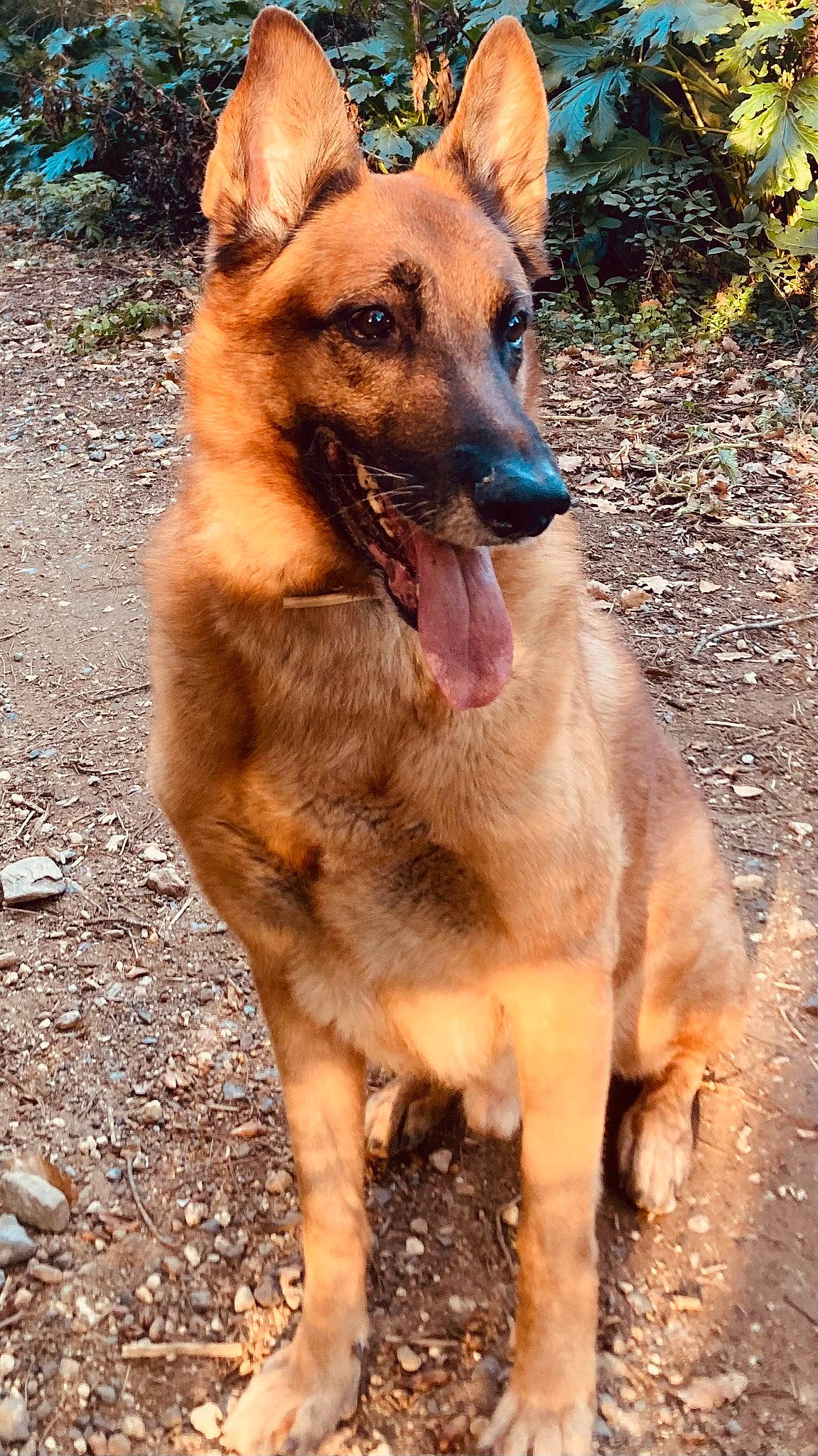 Louky participe au concours pour gagner de l'argent avec cette photo : belgian_shepherd_malinois, canidae, carnivore, collar, dog, dog_breed, fawn, fur, german_shepherd_dog, herding_dog, liver, plant, snout, sporting_group, terrestrial_animal, wildlife, working_animal, working_dog