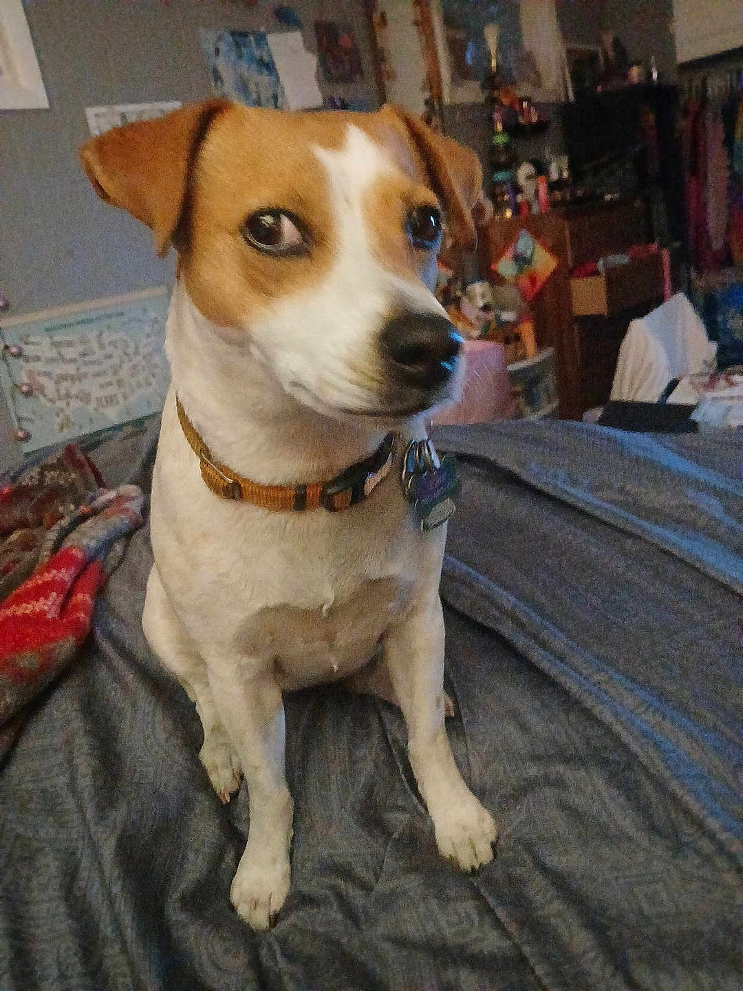 Rosie is registered to the contest to win money with this photo: dog, pet, indoor, bed, blanket, collar, brown_and_white, canine, furniture, room, domestic, animal, sitting, curious, looking_away, home, cozy, stuffed, cluttered, tag