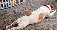 Rosebud is registered to the contest to win money with this photo: dog, carpet, laundry_basket, clothes, hanger, white, brown_spots, collar, indoor, floor, relaxed, lying_down, pet, household, room, casual, resting, animal, domestic, cozy