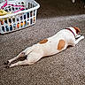 dog, carpet, laundry_basket, clothes, hanger, white, brown_spots, collar, indoor, floor, relaxed, lying_down, pet, household, room, casual, resting, animal, domestic, cozy