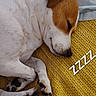 Rosebud is registered to the contest to win money with this photo: dog, sleeping, blanket, yellow_blanket, pastel_blanket, remote_control, paw, fur, rest, nap, cozy, indoor, pet, cute, brown_and_white, relax, animal, sleep, canine, peaceful