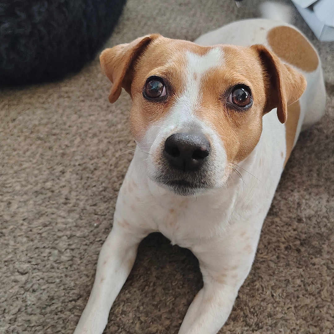 Rosebud joined the competition — help win amazing prizes! dog, pet, carpet, indoor, brown, white, animal, cute, looking_up, ears, paw, floor, bean_bag, furniture, home, domestic, canine, companion, friendly, alert