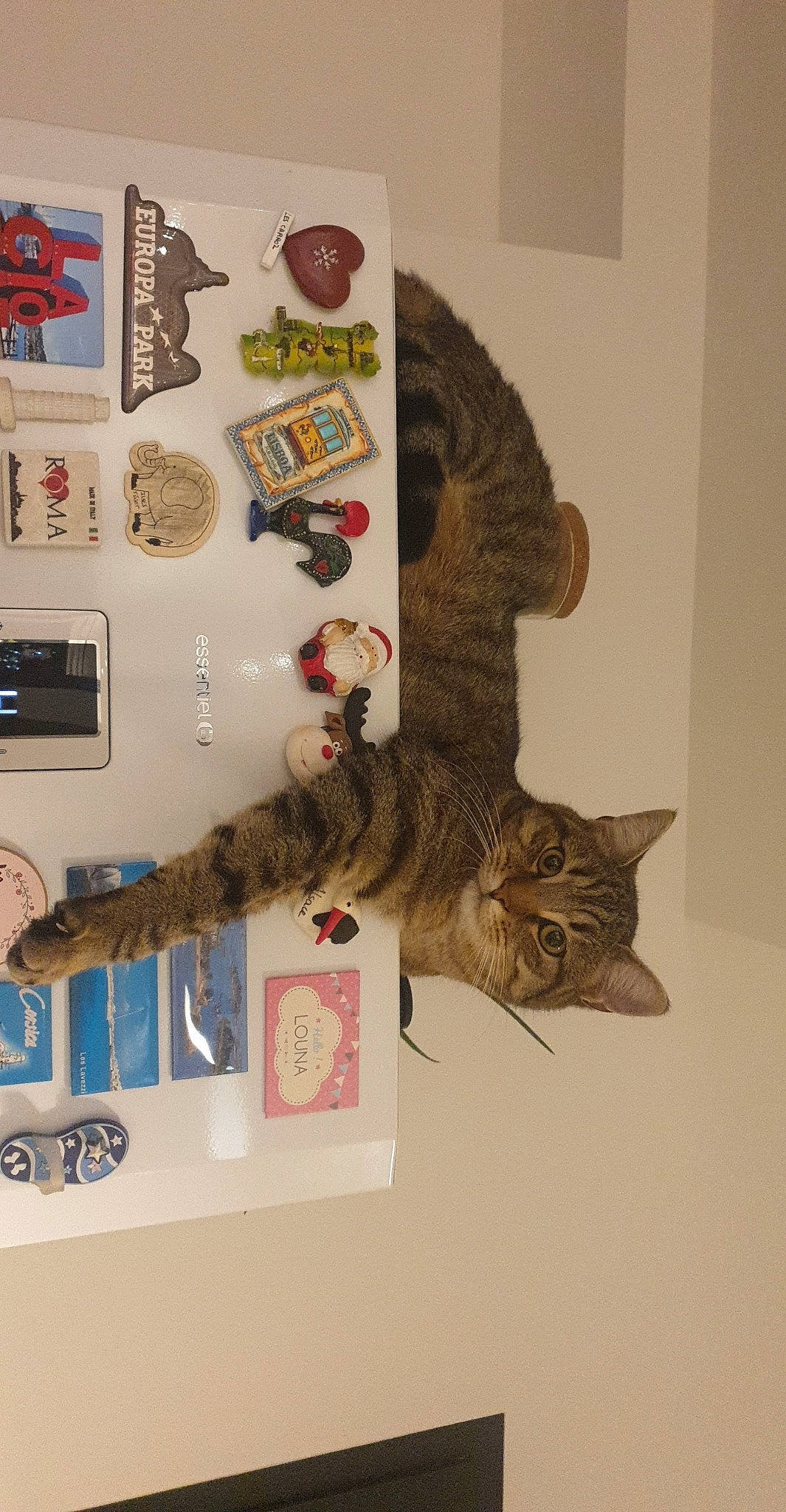 Simba participe au concours pour gagner de l'argent avec cette photo : art, carnivore, cat, collection, domestic_short_haired_cat, felidae, fur, organism, room, small_to_medium_sized_cats, tail, tree, visual_arts, whiskers