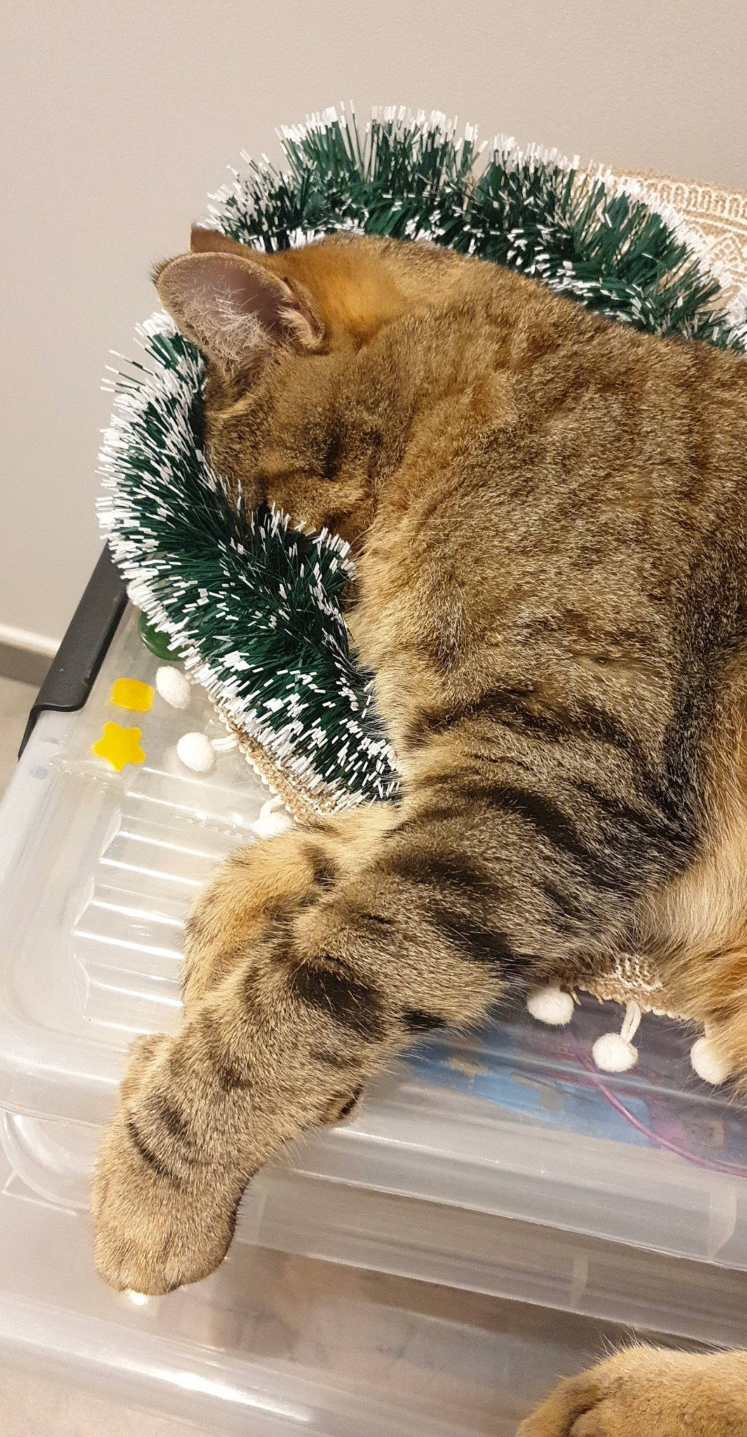 Simba a rejoint le concours — aidez-le/la à gagner de superbes lots ! art, carnivore, cat, claw, domestic_short_haired_cat, fawn, felidae, foot, fur, gesture, paw, small_to_medium_sized_cats, snout, tail, terrestrial_animal, whiskers