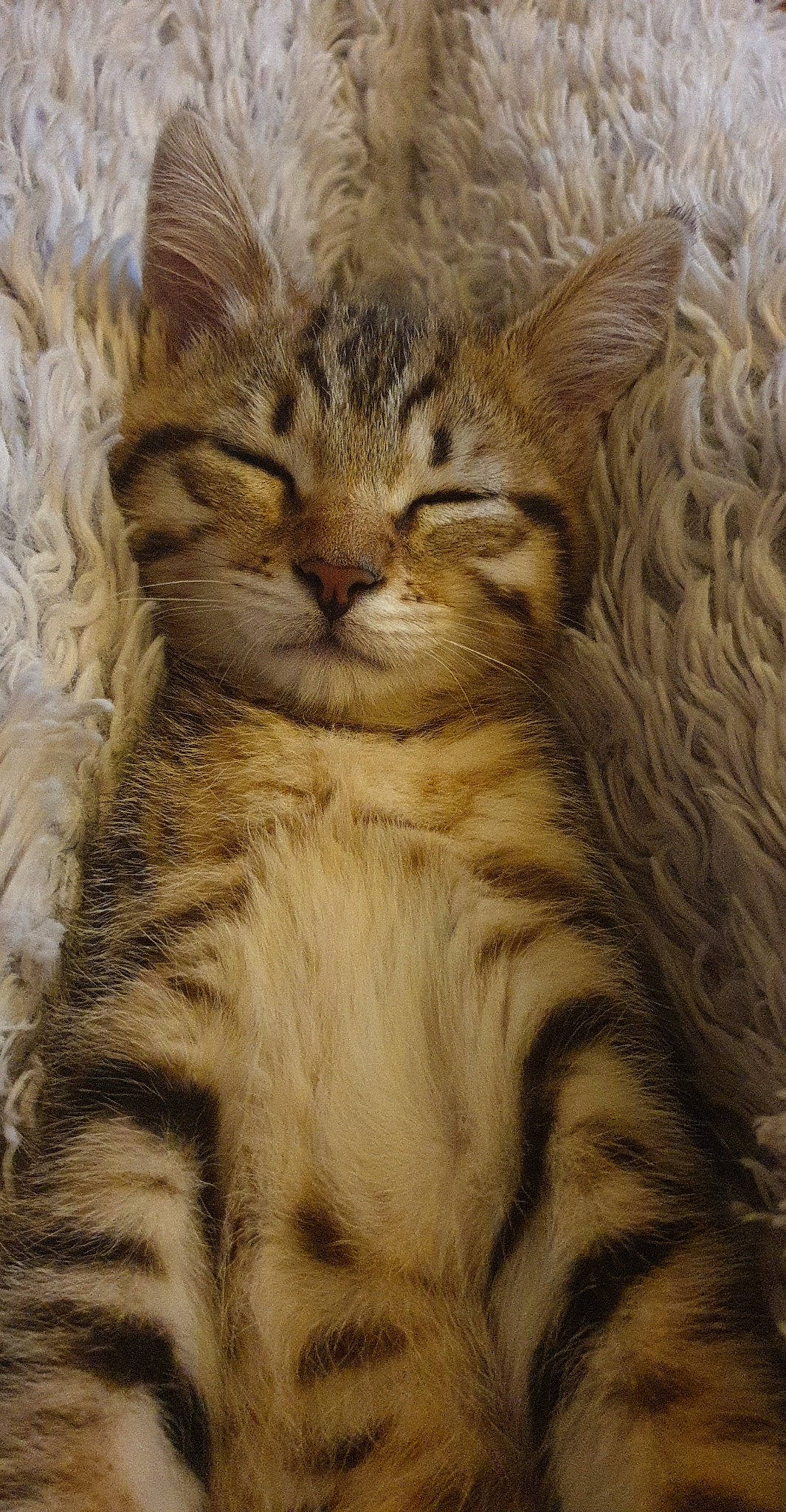 Simba participe au concours pour gagner de l'argent avec cette photo : art, carnivore, cat, claw, close_up, domestic_short_haired_cat, fawn, felidae, fur, paw, small_to_medium_sized_cats, snout, tail, terrestrial_animal, whiskers, wildlife