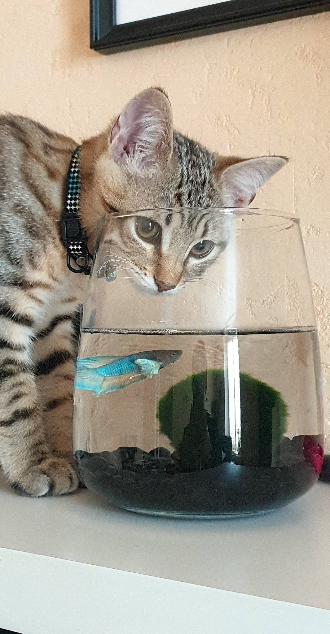 Simba participe au concours pour gagner de l'argent avec cette photo : carnivore, cat, cat_supply, claw, cup, domestic_short_haired_cat, drinking, drinkware, felidae, fur, glass, paw, serveware, sitting, small_to_medium_sized_cats, snout, tail, whiskers