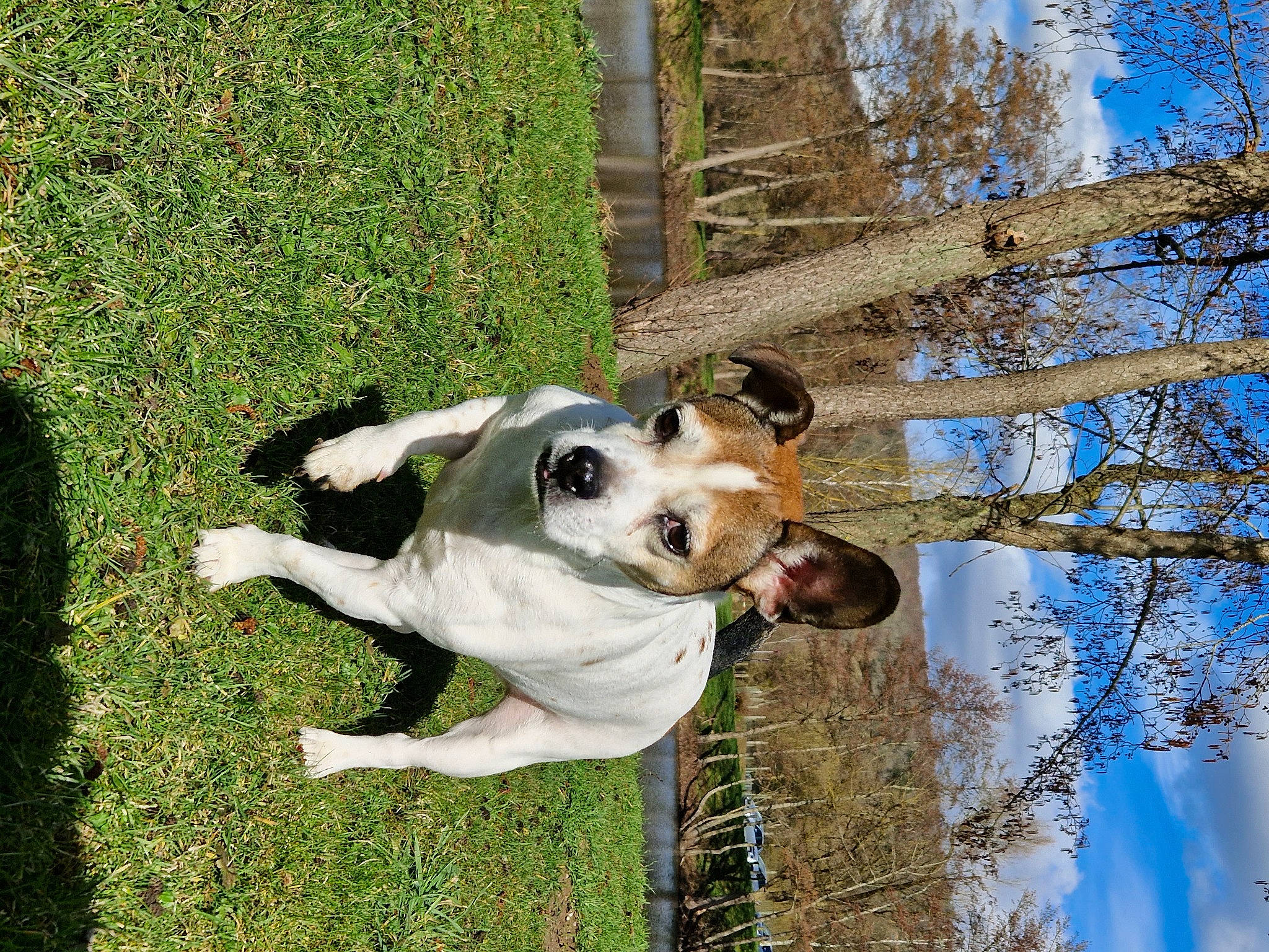 Lascar participe au concours pour gagner de l'argent avec cette photo : ball, canidae, carnivore, collar, companion_dog, dog, dog_breed, dog_collar, dog_supply, fawn, grass, plant, sky, snout, sporting_group, tail, tree, twig, working_animal, working_dog