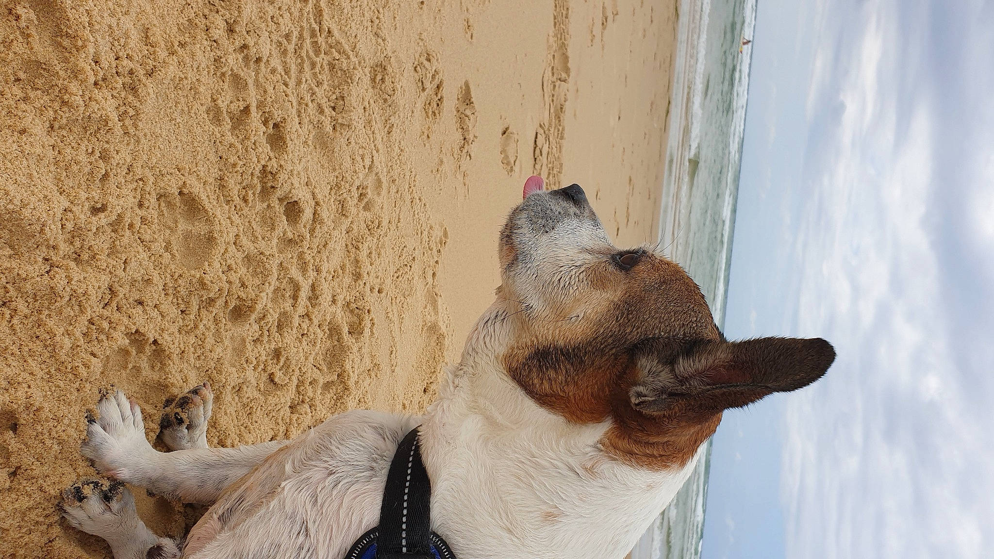 Lascar participe au concours pour gagner de l'argent avec cette photo : carnivore, cloud, collar, dog, dog_breed, fawn, felidae, foot, fur, landscape, sky, snout, sporting_group, tail, terrestrial_animal, whiskers, wildlife, window, wood, working_animal
