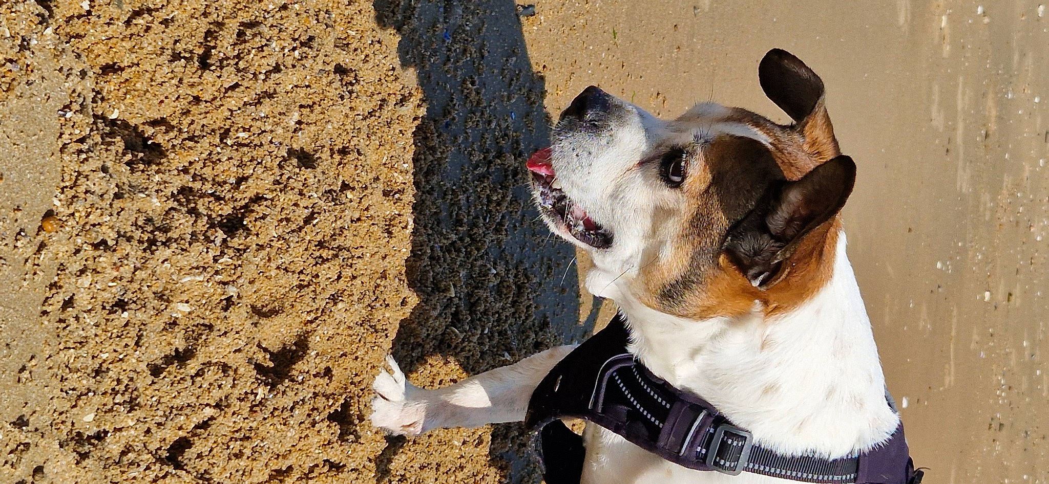 Lascar participe au concours pour gagner de l'argent avec cette photo : canidae, carnivore, collar, companion_dog, dog, dog_breed, dog_clothes, dog_collar, dog_supply, fawn, fur, leash, pet_supply, plaid, plant, soil, sporting_group, tartan, whiskers, working_animal