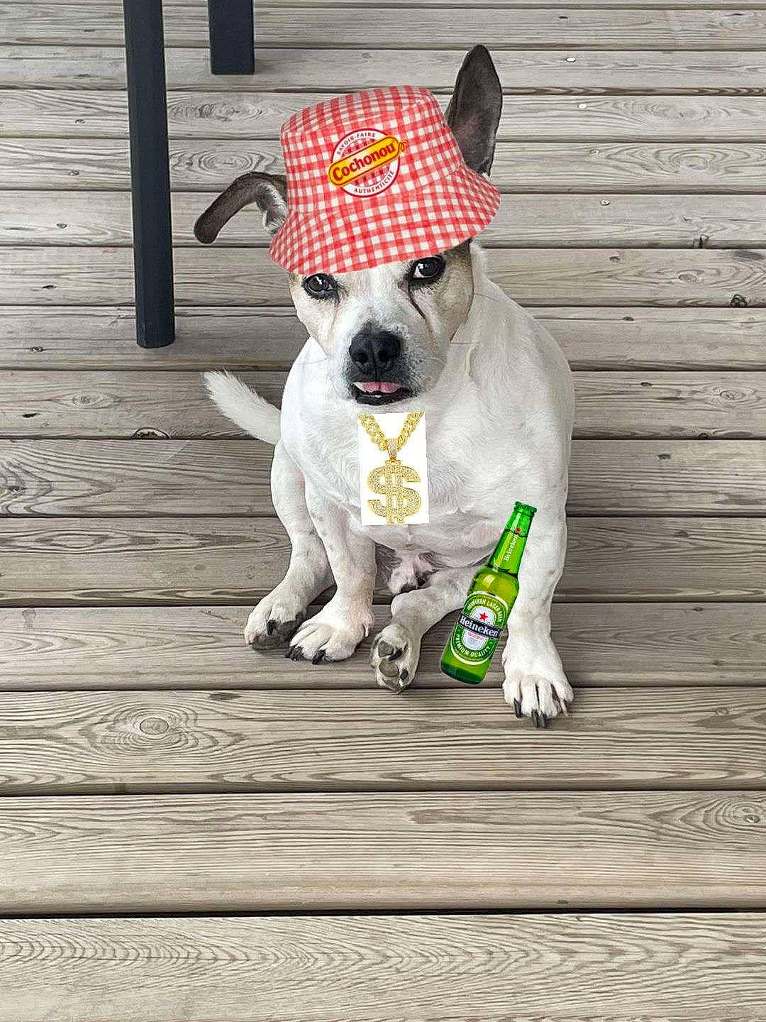 Lascar a rejoint le concours — aidez-le/la à gagner de superbes lots ! carnivore, collar, companion_dog, dog, dog_breed, dog_clothes, dog_collar, dog_supply, fawn, flooring, fur, hardwood, hat, pet_supply, snout, sunglasses, tail, toy_dog, wood, working_animal