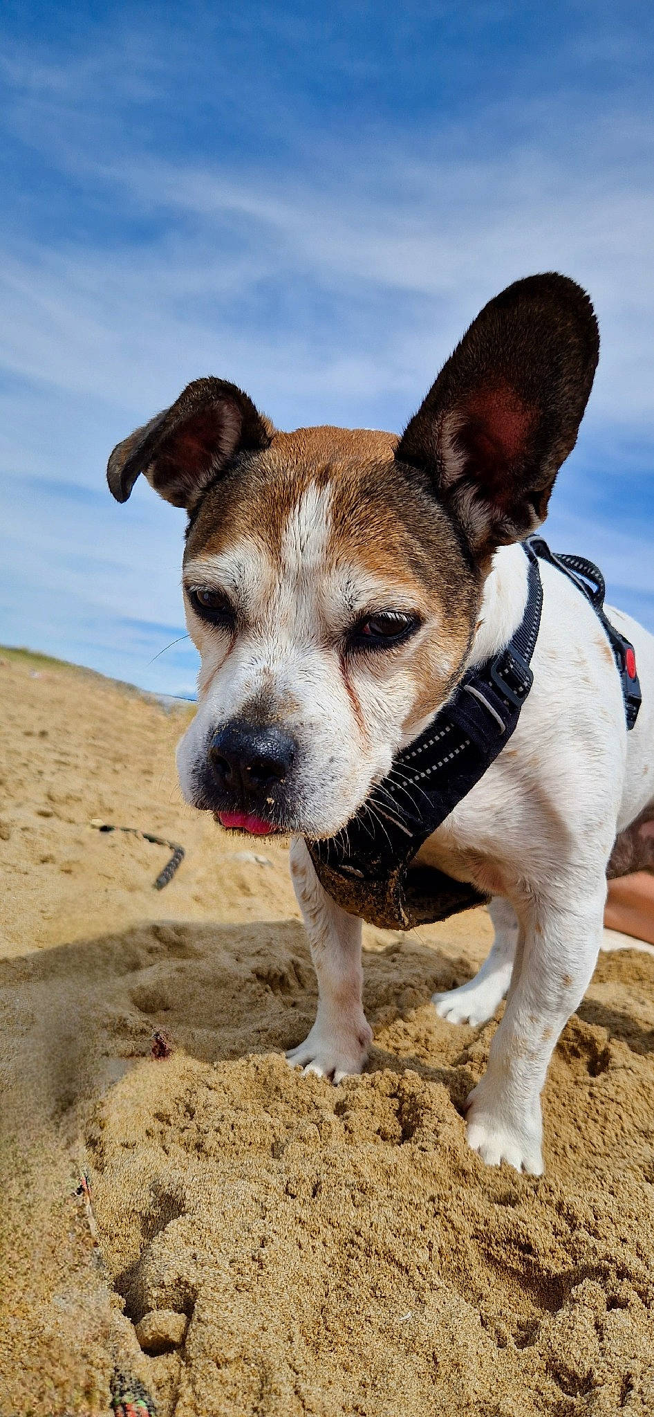 Lascar a rejoint le concours — aidez-le/la à gagner de superbes lots ! ancient_dog_breeds, carnivore, cloud, collar, companion_dog, dog, dog_breed, dog_clothes, fawn, paw, sky, soil, terrier, whiskers, working_animal