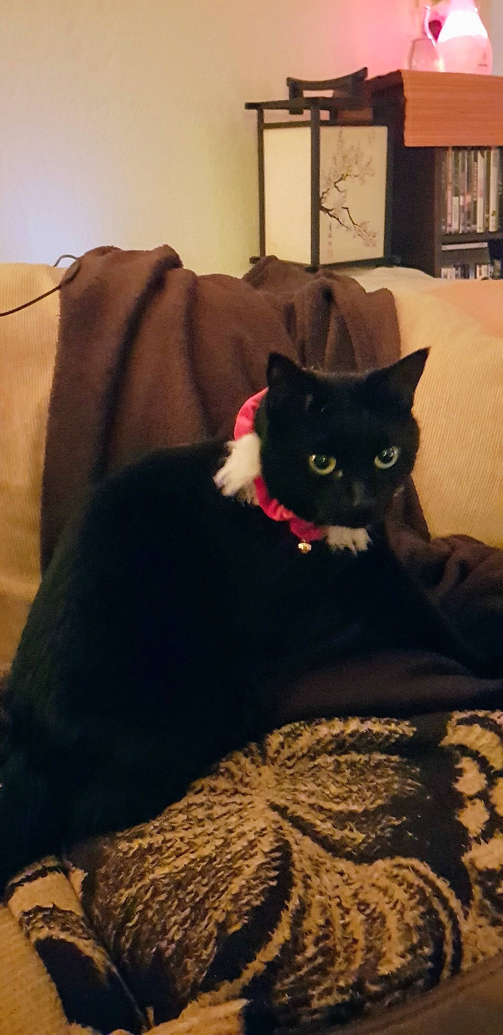 Galipette a rejoint le concours — aidez-le/la à gagner de superbes lots ! black_cat, bombay, carnivore, cat, cat_supply, chair, comfort, domestic_short_haired_cat, felidae, fur, grey, linens, room, sitting, small_to_medium_sized_cats, snout, tail, tints_and_shades, whiskers, wood