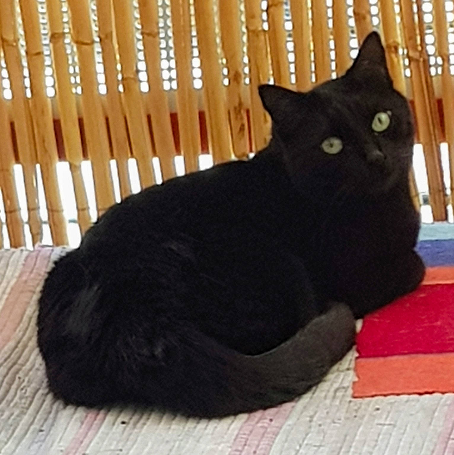 Galipette participe au concours pour gagner de l'argent avec cette photo : black_cat, bombay, carnivore, cat, cat_supply, comfort, domestic_short_haired_cat, felidae, fur, grey, hardwood, pet_supply, sitting, small_to_medium_sized_cats, snout, tail, terrestrial_animal, whiskers, window, wood