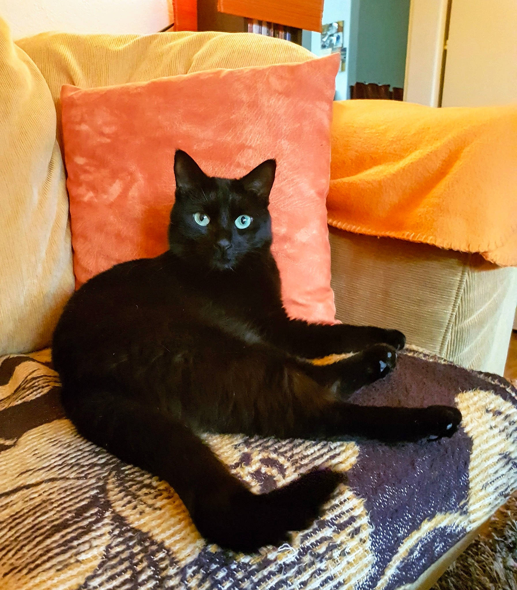 Galipette a rejoint le concours — aidez-le/la à gagner de superbes lots ! black_cat, bombay, carnivore, cat, cat_bed, cat_supply, comfort, domestic_short_haired_cat, felidae, flooring, fur, grey, hardwood, mammal, pet_supply, room, small_to_medium_sized_cats, snout, tail, whiskers