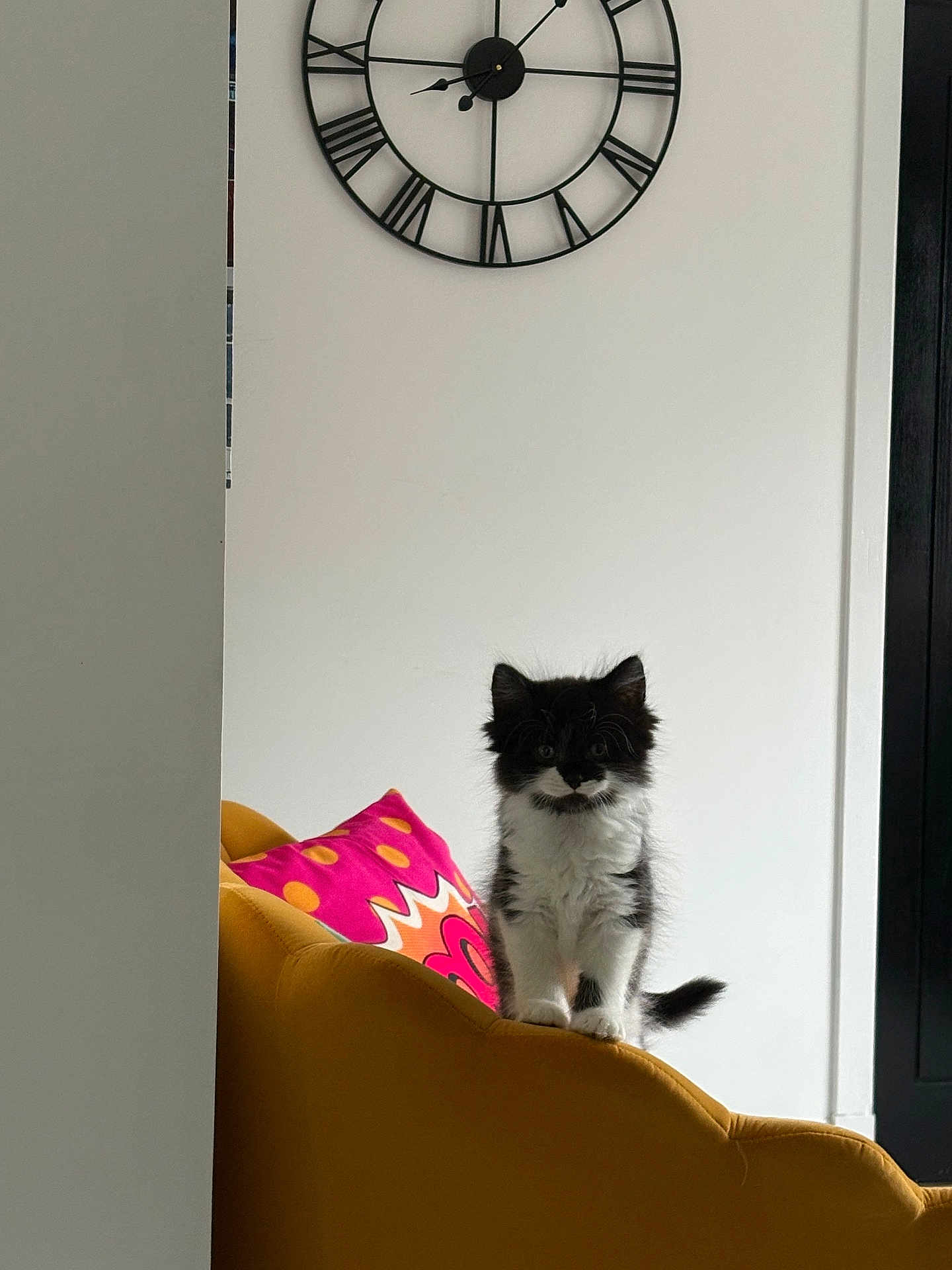 Sid joined the competition — help win amazing prizes! kitten, cat, furniture, couch, pillow, clock, indoor, wall, white_wall, black_and_white, pet, animal, domestic, cute, small, young, fluffy, standing, mustard_yellow, colorful