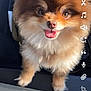 dog, pomeranian, fluffy, smiling, pet, animal, car_seat, sunlight, closeup, cute, happy, fur, tongue_out, companion, domestic_animal, small_dog, indoors, seat, friendly, portrait