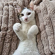 Mowgli participe au concours pour gagner de l'argent avec cette photo : animal, blanket, cat, close_up, cozy, cute, ears, feline, fur, indoor, lying_down, paws, pet, portrait, relaxed, resting, soft_texture, tabby_markings, whiskers, white_fur
