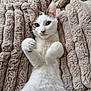 animal, blanket, cat, close_up, cozy, cute, ears, feline, fur, indoor, lying_down, paws, pet, portrait, relaxed, resting, soft_texture, tabby_markings, whiskers, white_fur