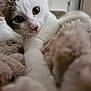 Mowgli participe au concours pour gagner de l'argent avec cette photo : animal, blanket, cat, close_up, curious, cute, ears, feline, fur, home, indoor, kitten, looking, nose, paw, pet, relaxed, soft_texture, whiskers, white_cat