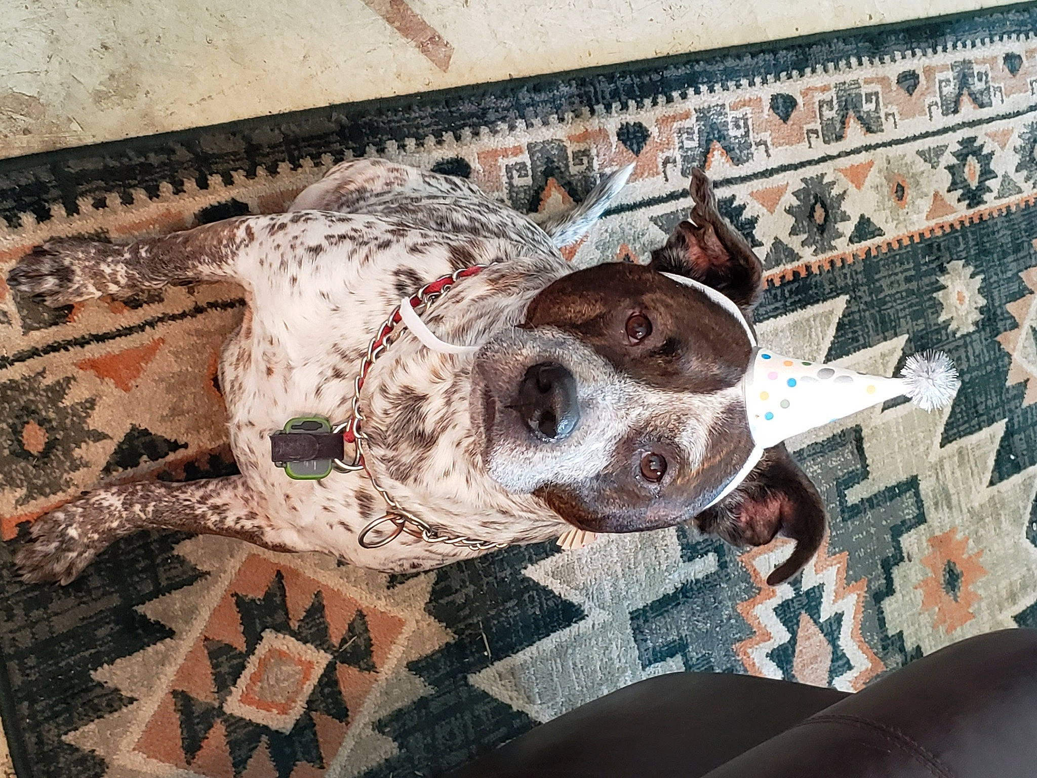 Harley Rose joined the competition — help win amazing prizes! art, bone, brick, brickwork, building, carmine, carnivore, ceiling, dog, dog_breed, facade, flooring, pattern, sculpture, skull, snout, visual_arts, wood, working_animal, world