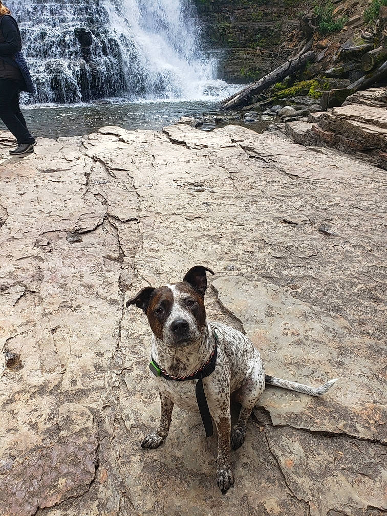 Harley Rose joined the competition — help win amazing prizes! body_of_water, canidae, carnivore, collar, companion_dog, dog, dog_breed, dog_collar, fawn, landscape, leash, rock, snout, soil, sporting_group, stream, water, waterfall, wilderness, working_animal