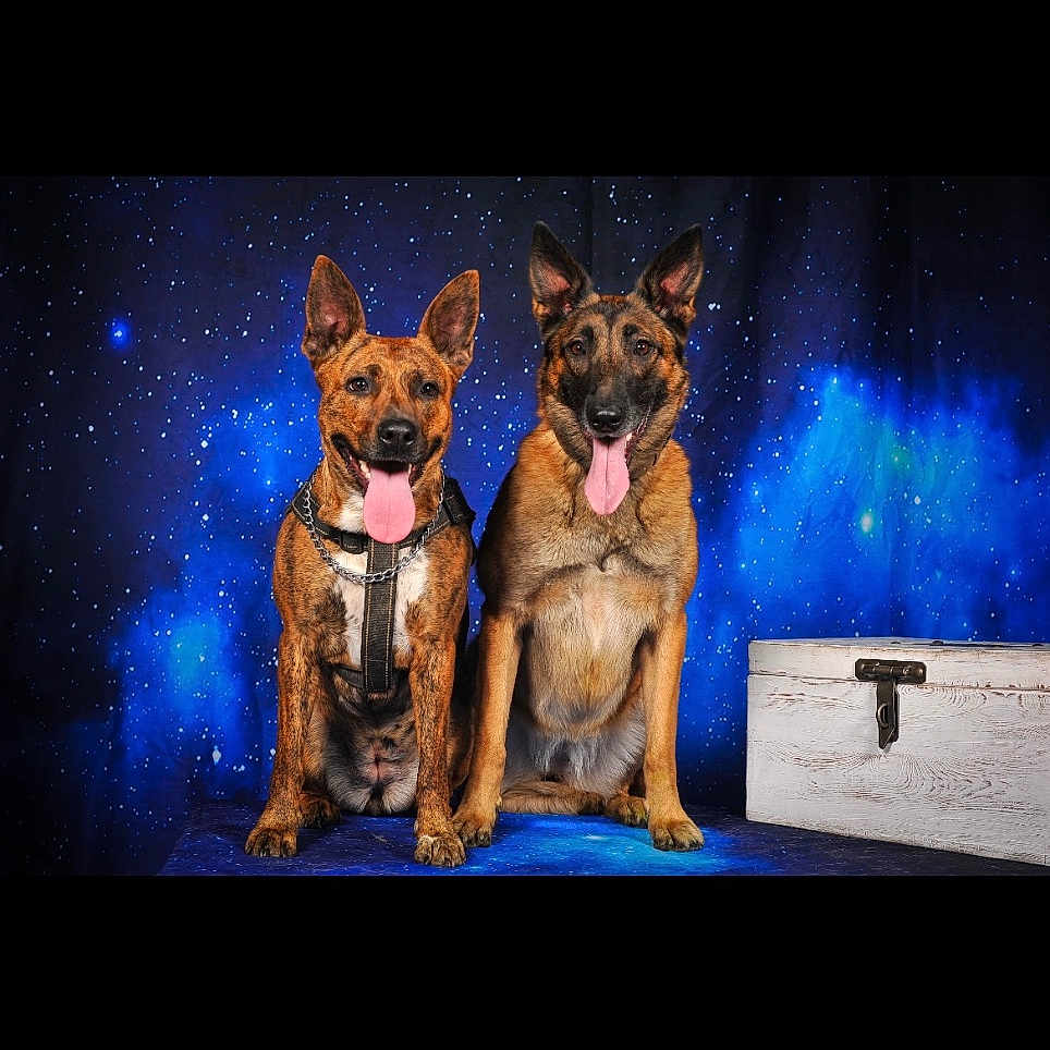 Ouna Et Demone participe au concours pour gagner de l'argent avec cette photo : animal, ball, bulldog, canine, cat, chihuahua, coyote, dog, electronics, frenchbulldog, germanshepherd, hound, nature, night, outdoors, pet, policedog, puppy, screen, terrier