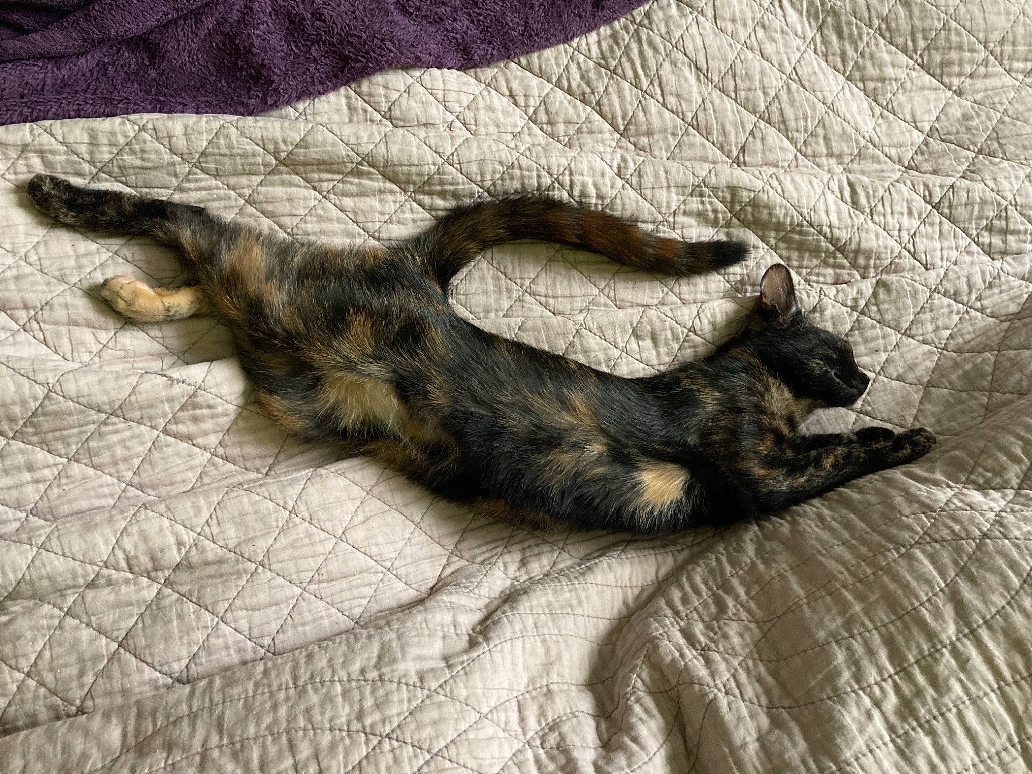 Lyli a rejoint le concours — aidez-le/la à gagner de superbes lots ! carnivore, claw, comfort, companion_dog, dog, dog_breed, fawn, felidae, fur, grey, mammal, paw, small_to_medium_sized_cats, snout, sporting_group, tail, terrestrial_animal, vertebrate, wood, working_animal