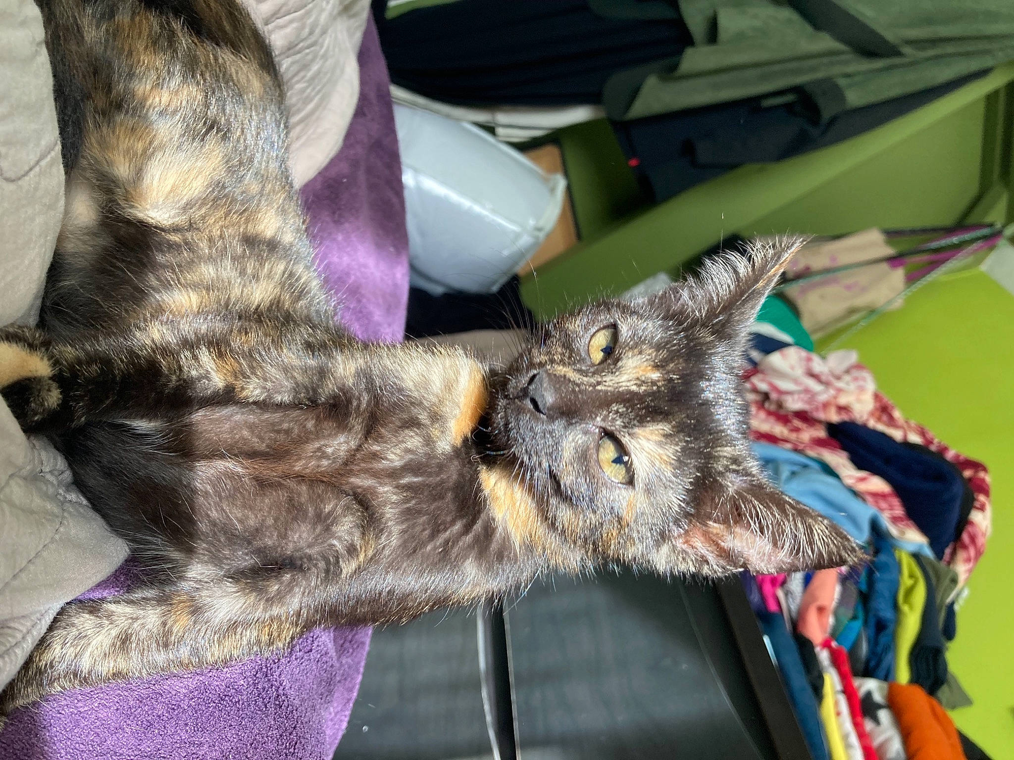 Lyli a rejoint le concours — aidez-le/la à gagner de superbes lots ! canidae, carnivore, cat, claw, domestic_short_haired_cat, felidae, fur, gesture, mammal, paw, small_to_medium_sized_cats, snout, sporting_group, tail, whiskers, wildlife