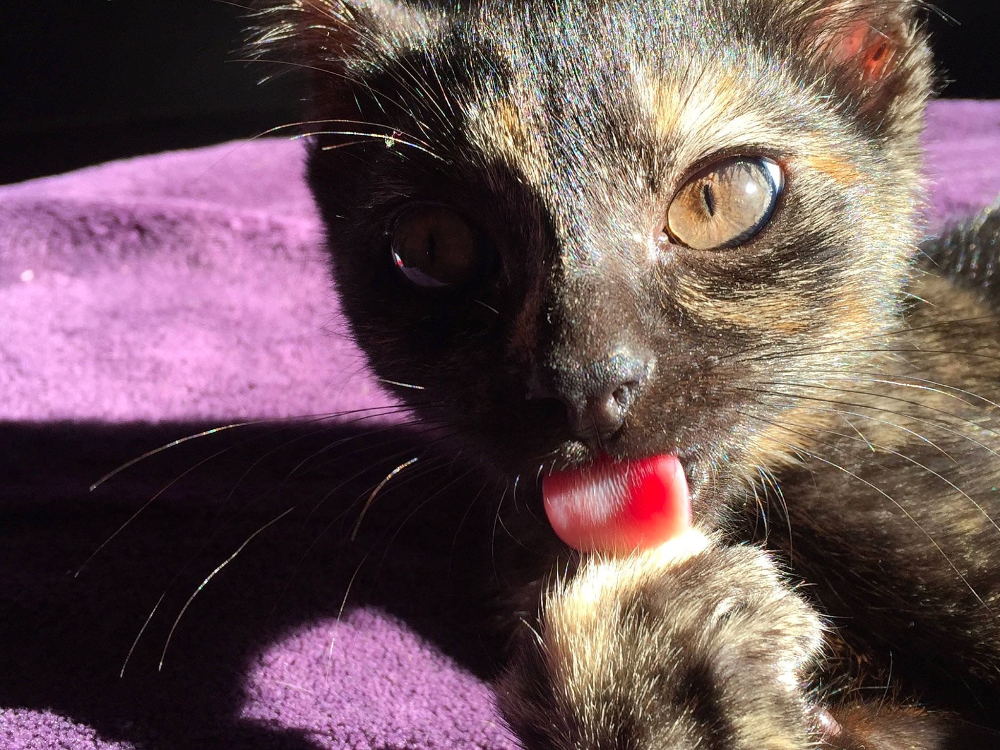 Lyli participe au concours pour gagner de l'argent avec cette photo : black_cat, bombay, carnivore, cat, claw, domestic_short_haired_cat, ear, eye, fawn, felidae, foot, fur, human_body, iris, paw, small_to_medium_sized_cats, snout, tail, terrestrial_animal, whiskers