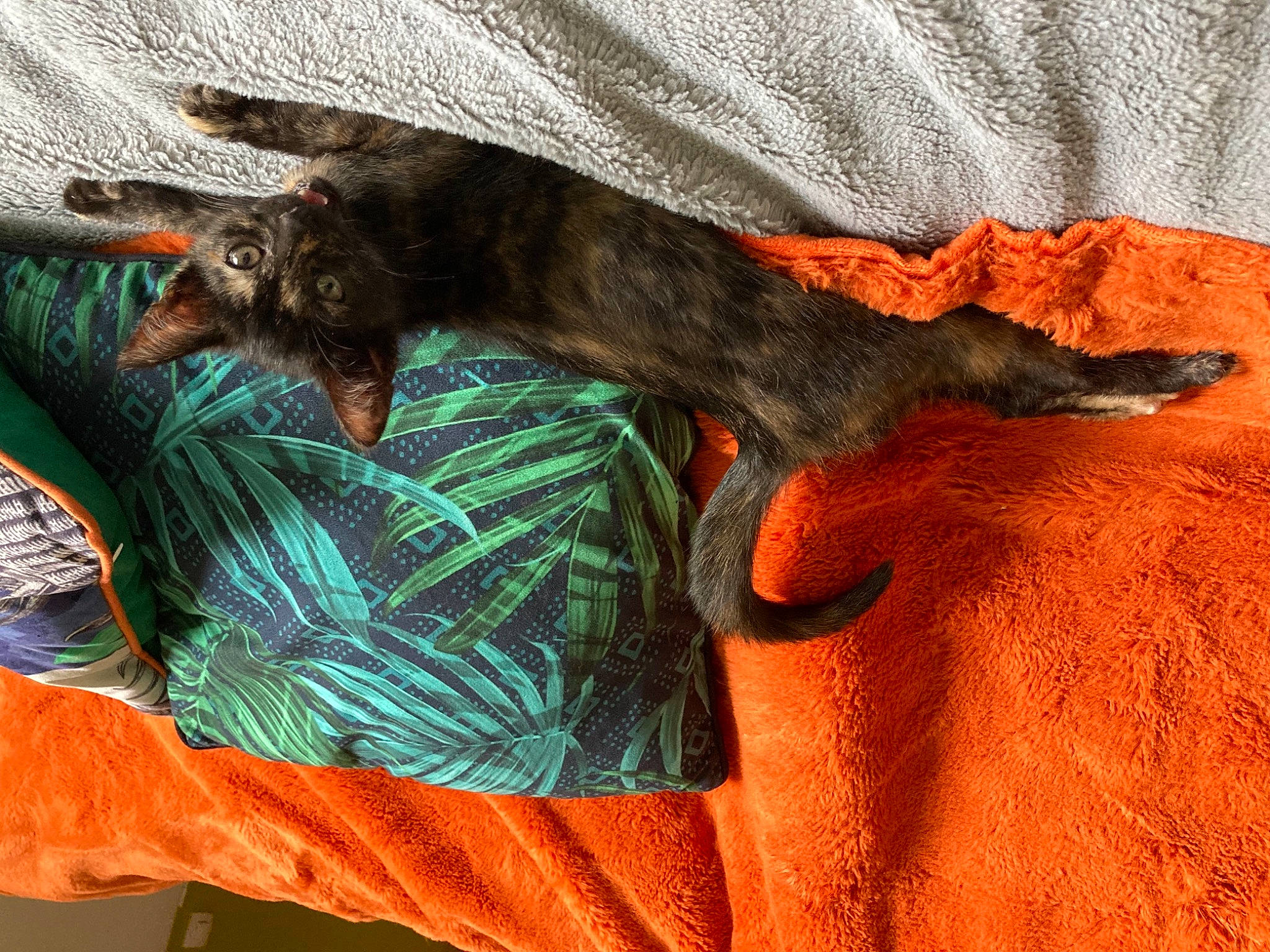 Lyli a rejoint le concours — aidez-le/la à gagner de superbes lots ! bed_sheet, brown, canidae, carnivore, comfort, companion_dog, dobermann, dog, dog_breed, fawn, fur, grey, linens, liver, orange, sleeve, sporting_group, textile, toy_dog, wood