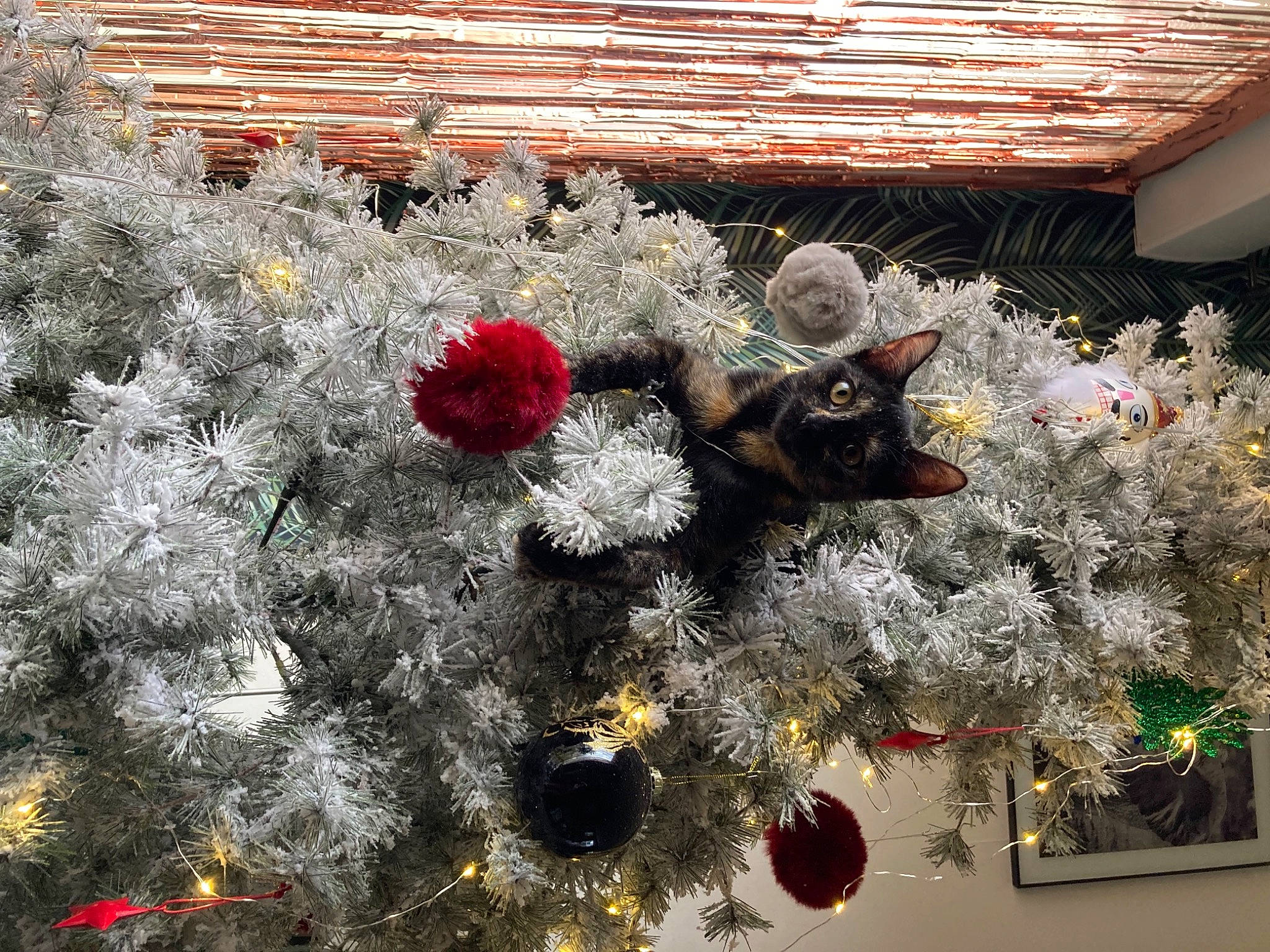 Lyli participe au concours pour gagner de l'argent avec cette photo : botany, branch, brick, christmas_decoration, christmas_ornament, christmas_tree, event, grass, green, holiday_ornament, house, leaf, ornament, plant, tree, twig, wall, window, winter, wood