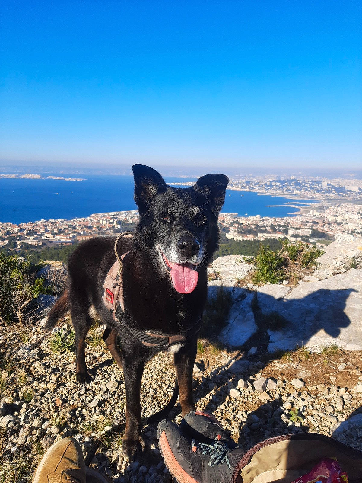 Zeus a rejoint le concours — aidez-le/la à gagner de superbes lots ! adventure, carnivore, collar, dog, dog_breed, fawn, landscape, leisure, mountain, mountain_range, mountainous_landforms, plant, recreation, rock, sky, sporting_group, travel, walking, water, working_animal